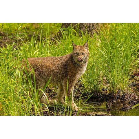 Minnesota-Pine County Lynx close-up  Black Modern Wood Framed Art Print by Jaynes Gallery