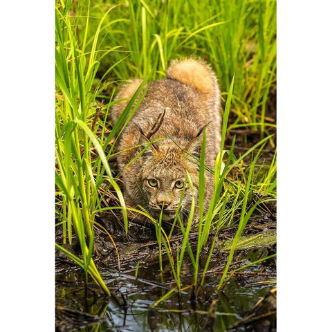 Minnesota-Pine County Lynx close-up  Black Modern Wood Framed Art Print with Double Matting by Jaynes Gallery