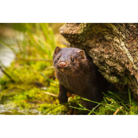 Minnesota-Pine County Mink in log  Black Modern Wood Framed Art Print by Jaynes Gallery