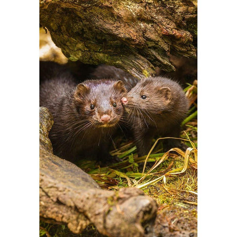 Minnesota-Pine County Mink mother and pup in log  Black Modern Wood Framed Art Print by Jaynes Gallery