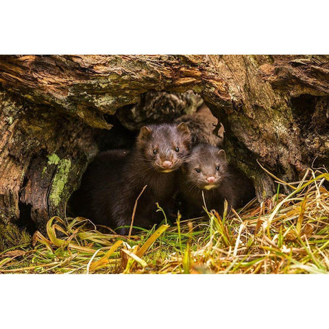 Minnesota-mink in log-captive Black Modern Wood Framed Art Print by Jaynes Gallery