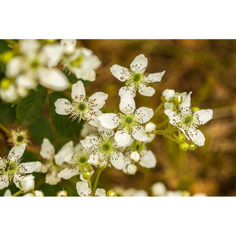 Minnesota-Pine County-blackberry blossoms Black Modern Wood Framed Art Print by Jaynes Gallery