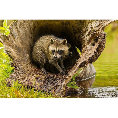 Minnesota-young raccoon in log-captive White Modern Wood Framed Art Print by Jaynes Gallery