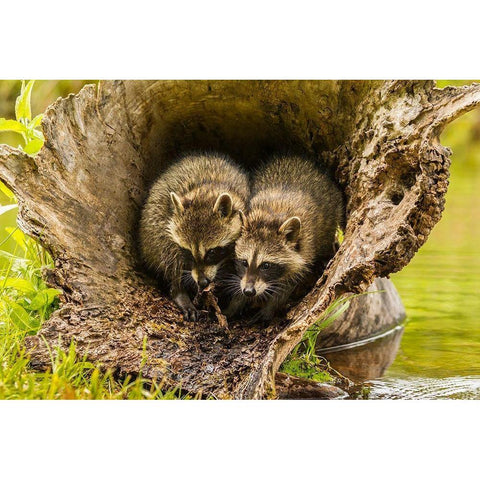 Minnesota-young raccoons in log-captive Black Modern Wood Framed Art Print by Jaynes Gallery