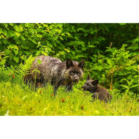 Minnesota-red fox-adult and pup-captive-black morph Black Modern Wood Framed Art Print by Jaynes Gallery