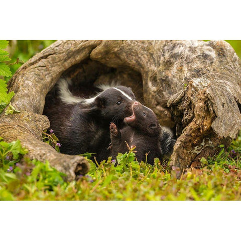 Minnesota-Pine County Striped skunk mother with kit  Black Modern Wood Framed Art Print by Jaynes Gallery