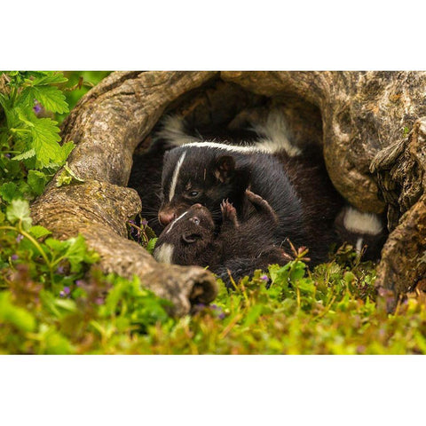 Minnesota-striped skunk-mother and kit in log-captive Black Modern Wood Framed Art Print by Jaynes Gallery