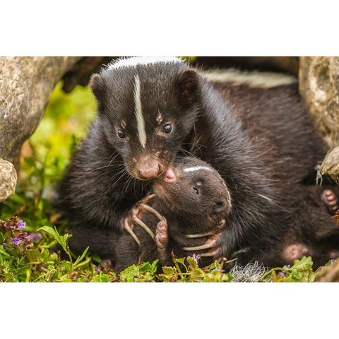 Minnesota-striped skunk-mother and kit in log-captive Black Modern Wood Framed Art Print by Jaynes Gallery