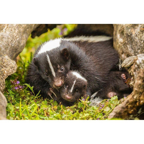 Minnesota-striped skunk-mother and kit in log-captive Black Modern Wood Framed Art Print with Double Matting by Jaynes Gallery