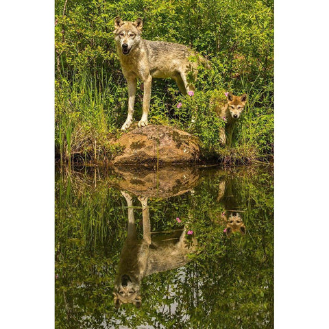 Minnesota-Pine County Wolf and pup reflect in pond  Black Modern Wood Framed Art Print by Jaynes Gallery