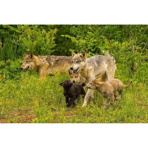 Minnesota-Pine County Adult wolves and pups  Black Modern Wood Framed Art Print with Double Matting by Jaynes Gallery