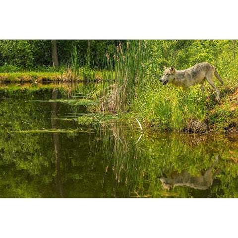 Minnesota-Pine County Wolf reflects in pond  Black Modern Wood Framed Art Print by Jaynes Gallery