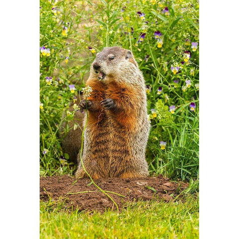 Minnesota-woodchuck eating-captive Gold Ornate Wood Framed Art Print with Double Matting by Jaynes Gallery