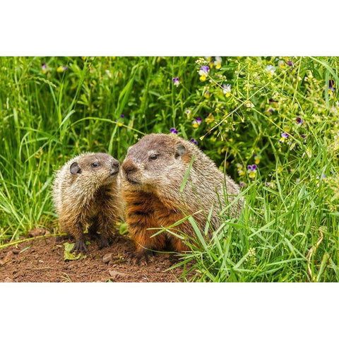 Minnesota-Pine County Adult woodchuck and kits  Gold Ornate Wood Framed Art Print with Double Matting by Jaynes Gallery