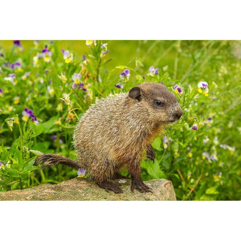 Minnesota-woodchuck kit-captive Gold Ornate Wood Framed Art Print with Double Matting by Jaynes Gallery