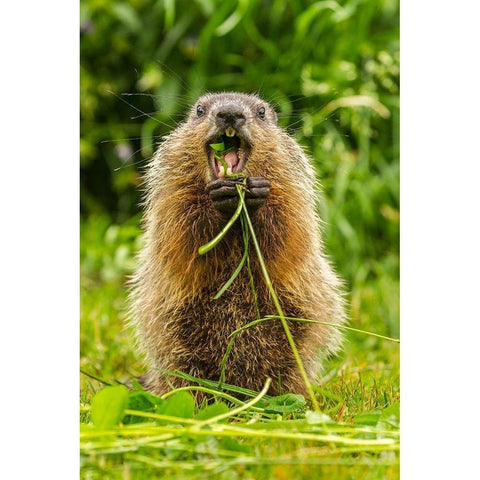 Minnesota-woodchuck-eating-teeth-captive Black Modern Wood Framed Art Print by Jaynes Gallery