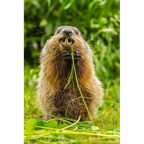 Minnesota-Pine County Adult woodchuck eating  Black Modern Wood Framed Art Print by Jaynes Gallery