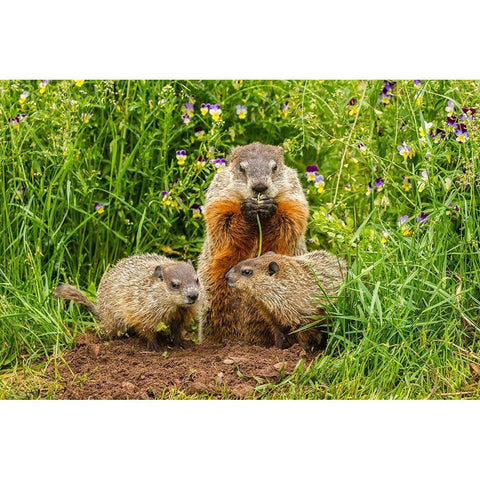 Minnesota-Pine County Adult woodchuck eating and kits  Gold Ornate Wood Framed Art Print with Double Matting by Jaynes Gallery