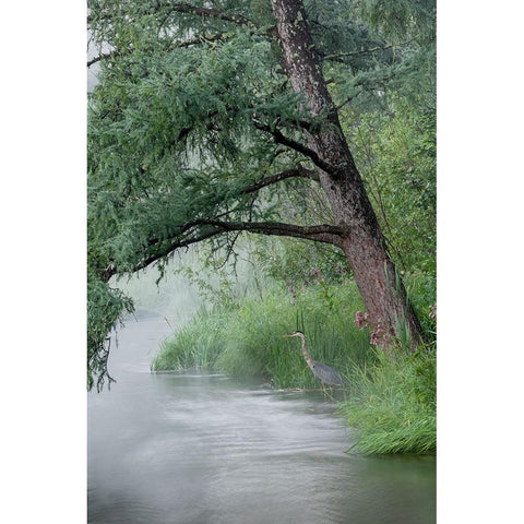USA-Minnesota-Itasca State Park-Mississippi Headwaters White Modern Wood Framed Art Print by Hawkins, Peter