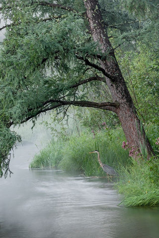 USA-Minnesota-Itasca State Park-Mississippi Headwaters Black Ornate Wood Framed Art Print with Double Matting by Hawkins, Peter