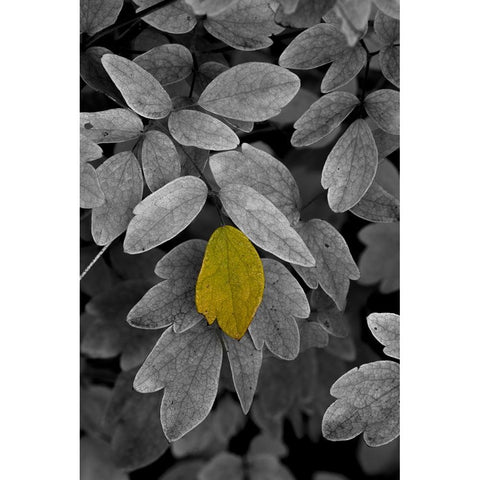USA-Minnsota-Duluth-Fall Color White Modern Wood Framed Art Print by Hawkins, Peter