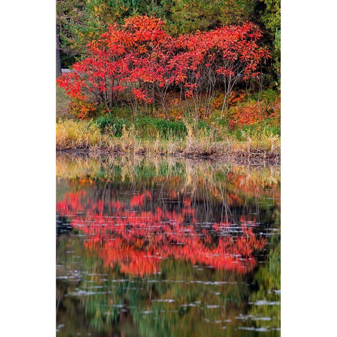 USA-Minnsota-Duluth-Fall Color Black Modern Wood Framed Art Print by Hawkins, Peter