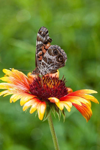 A Virginia Lady butterfly lands on Gaillardia White Modern Wood Framed Art Print with Double Matting by Richardson, Larry