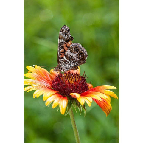 A Virginia Lady butterfly lands on Gaillardia Black Modern Wood Framed Art Print by Richardson, Larry