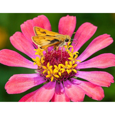 A skipper lands on a zinnia flower Gold Ornate Wood Framed Art Print with Double Matting by Richardson, Larry