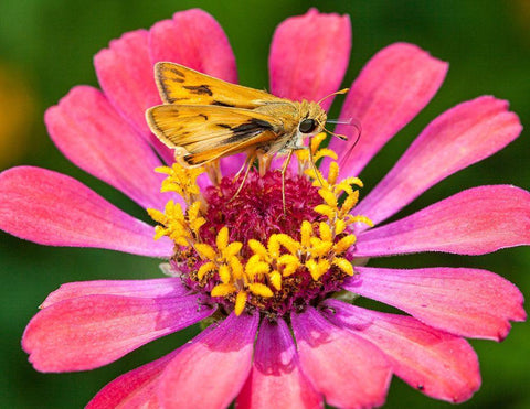 A skipper lands on a zinnia flower Black Ornate Wood Framed Art Print with Double Matting by Richardson, Larry
