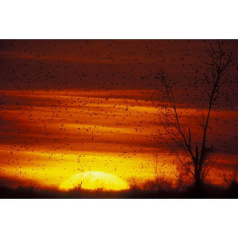 Missouri Blackbirds silhouetted at sunset Black Modern Wood Framed Art Print by Morris, Arthur