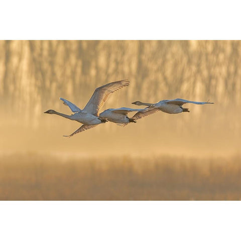 Trumpeter Swans-Cygnus buccinator-in flight at sunrise Riverlands Migratory Bird Sanctuary-West Alt White Modern Wood Framed Art Print by Day, Richard and Susan