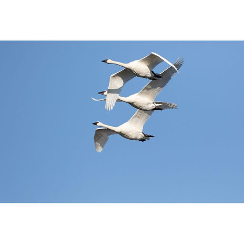 Trumpeter Swans-Cygnus buccinator-in flight Riverlands Migratory Bird Sanctuary-West Alton-Missouri White Modern Wood Framed Art Print by Day, Richard and Susan