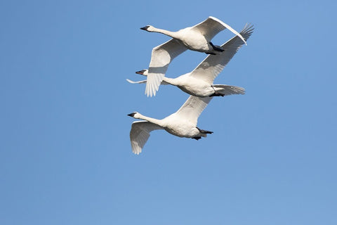 Trumpeter Swans-Cygnus buccinator-in flight Riverlands Migratory Bird Sanctuary-West Alton-Missouri Black Ornate Wood Framed Art Print with Double Matting by Day, Richard and Susan