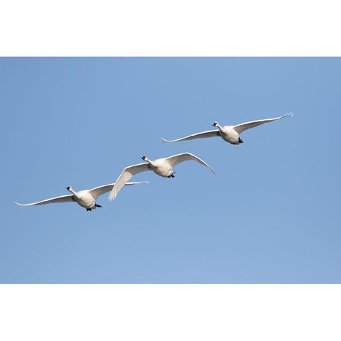 Trumpeter Swans-Cygnus buccinator-in flight Riverlands Migratory Bird Sanctuary-West Alton-Missouri White Modern Wood Framed Art Print by Day, Richard and Susan