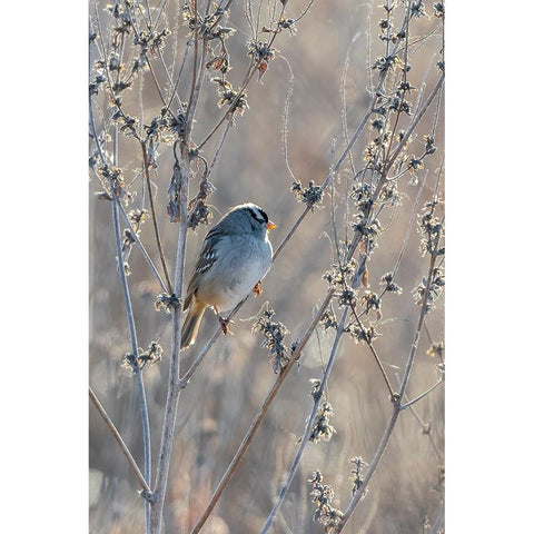 White-crowned Sparrow-Zonotrichia leucophrys-St-Charles County-Missouri Gold Ornate Wood Framed Art Print with Double Matting by Day, Richard and Susan