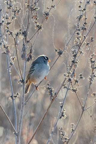 White-crowned Sparrow-Zonotrichia leucophrys-St-Charles County-Missouri Black Ornate Wood Framed Art Print with Double Matting by Day, Richard and Susan