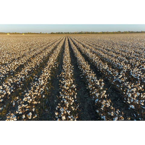 Cotton field at sunset-Stoddard County-Missouri Black Modern Wood Framed Art Print by Day, Richard and Susan