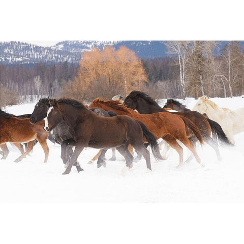 Rodeo horses running during winter roundup-Kalispell-Montana Black Modern Wood Framed Art Print by Jones, Adam