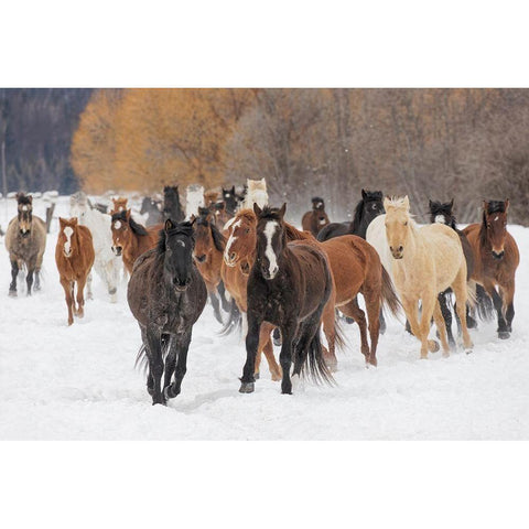 Rodeo horses running during winter roundup-Kalispell-Montana White Modern Wood Framed Art Print by Jones, Adam