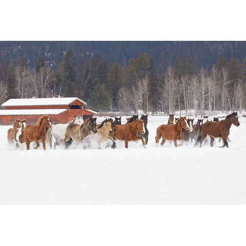 Rodeo horses running during winter roundup-Kalispell-Montana White Modern Wood Framed Art Print by Jones, Adam