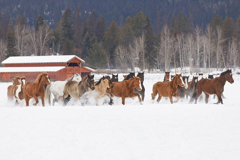 Rodeo horses running during winter roundup-Kalispell-Montana Black Ornate Wood Framed Art Print with Double Matting by Jones, Adam