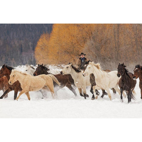 Cowboys during winter roundup-Kalispell-Montana White Modern Wood Framed Art Print by Jones, Adam