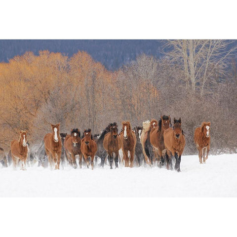 Rodeo horses running during winter roundup-Kalispell-Montana Black Modern Wood Framed Art Print by Jones, Adam