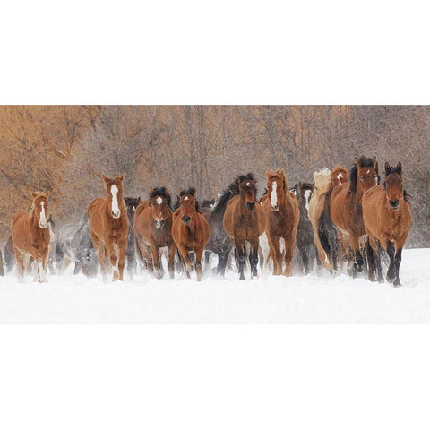 Panoramic view of rodeo horses running during winter roundup-Kalispell-Montana Black Modern Wood Framed Art Print by Jones, Adam