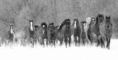 Panoramic view of rodeo horses running during winter roundup-Kalispell-Montana White Modern Wood Framed Art Print with Double Matting by Jones, Adam