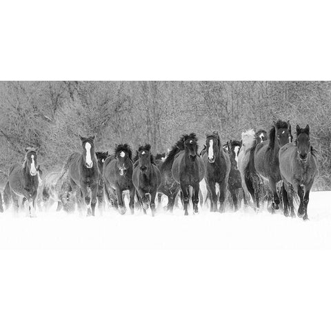 Panoramic view of rodeo horses running during winter roundup-Kalispell-Montana Black Modern Wood Framed Art Print by Jones, Adam