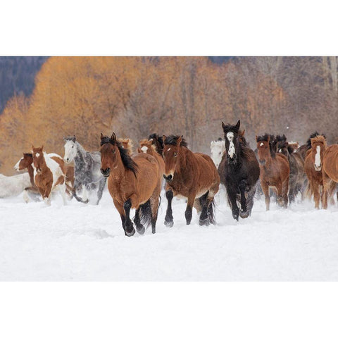 Rodeo horses running during winter roundup-Kalispell-Montana Black Modern Wood Framed Art Print by Jones, Adam