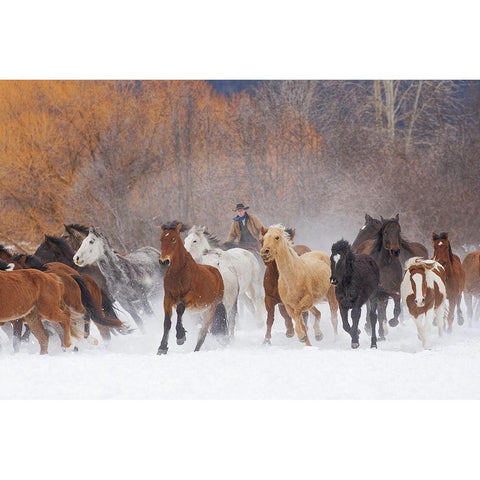 Cowboys during winter roundup-Kalispell-Montana White Modern Wood Framed Art Print by Jones, Adam