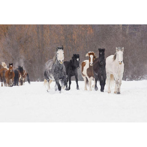 Rodeo horses running during winter roundup-Kalispell-Montana White Modern Wood Framed Art Print by Jones, Adam